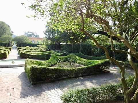 Dwarf yaupon holly is a native alternative to littleleaf boxwood-photo credit to Tammany Bumgarten.jpg thumbnail